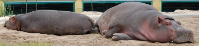 Photo d'hippopotames