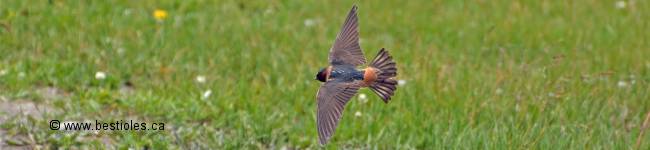Photographie d'une hirondelle � front blanc