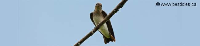 Photographie d'une hirondelle � ailes h�riss�es