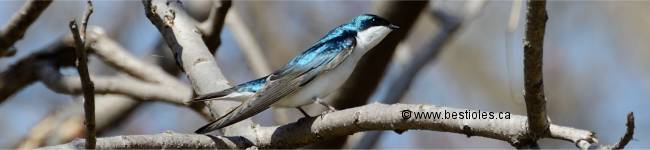 Photographie d'une hirondelle bicolore