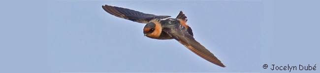 Photographie d'une hirondelle � front brun