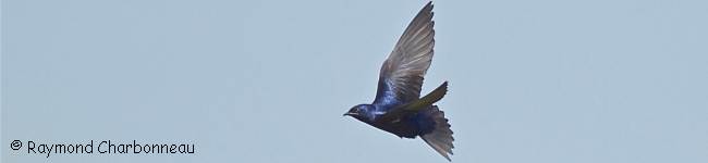 Photographie d'une hirondelle noire
