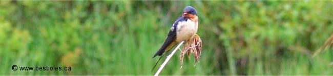 Photographie d'une hirondelle rustique