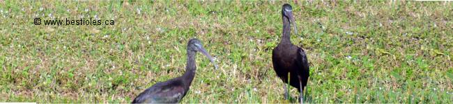 Photo d'Ibis falcinelle