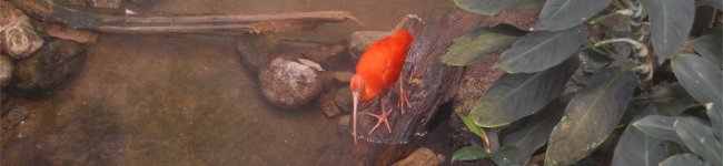 Photo d'ibis rouge
