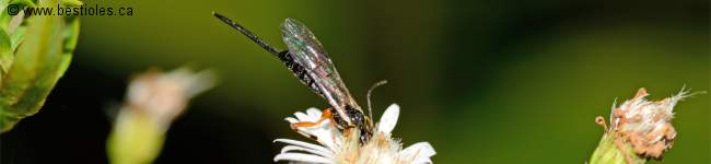 Photo d'un insecte des Ichneumonidae