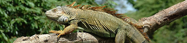 Iguane
