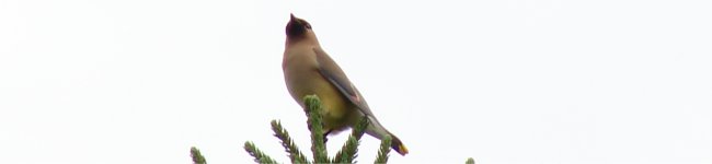 Photo de jaseur d'Am�rique sur un arbre