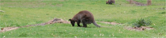 Photo d'un kangourou