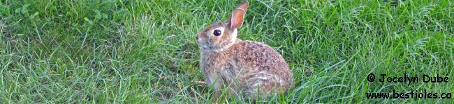 Lapin � queue blanche