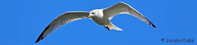 Photo d'oiseau de la famille des Larid�s