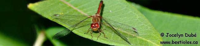 Insecte de la famille des Libellulid�s (Libellulidae)