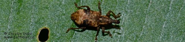 Photo d'insecte du genre Listronotus