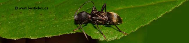 Photo d'un longicorne � trois bosses - Cyrtophorus verrucosus
