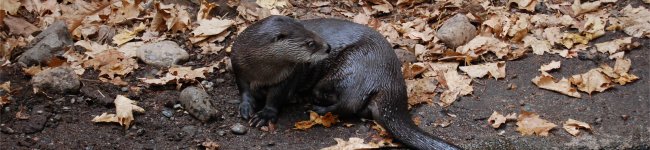 Photo d'une loutre