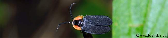 Photo de Lucidota atrata
