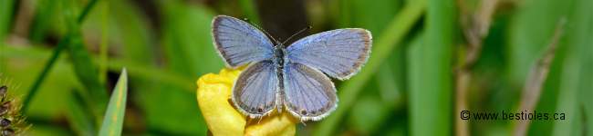 Photo de papillon famille des lyc�nid�s (Lycaenidae)