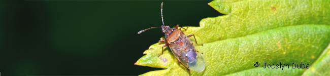 Insecte de la famille des lyg�es (Lygaeidae)