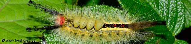 Photo de larve de papillon de la famille Lymantriidae
