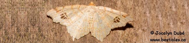 Photo d'un papillon du genre Macaria