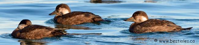 Photo de macreuses � bec jaune