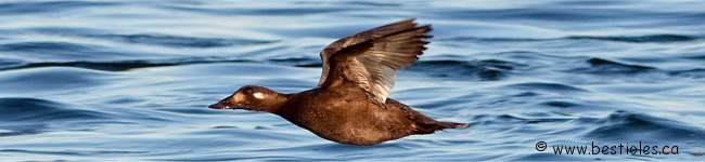 Photo de macreuse brune