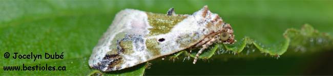 Photo d'un papillon du genre Maliattha