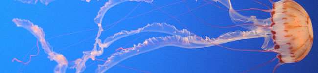 Photo d'une m�duse