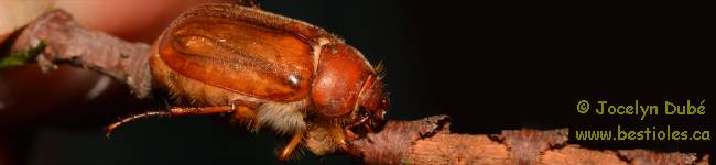 Photo d'un insecte de la sous-famille Melolonthinae
