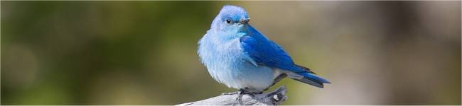 Photo d'un merlebleu azur�