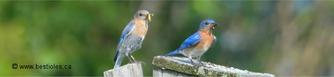 Photo d'un merlebleu de l'est