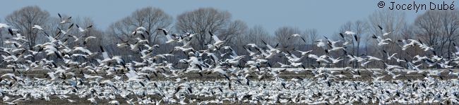 Photo d'oies blanches en migration