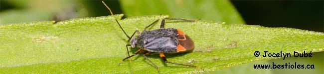 Insecte de la famille des mirid�s (Miridae)