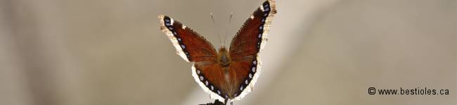 Photo d'un morio - Nymphalis antiopa