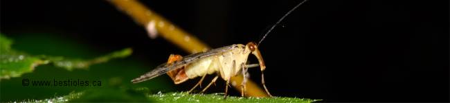 Photo d'une mouche scorpion - Panorpa acuta