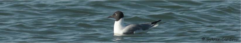 Mouette de Bonaparte