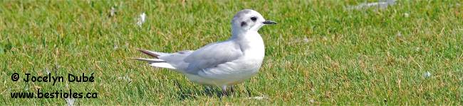 Photo de mouette pygm�e