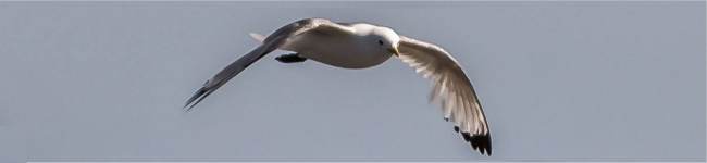 Mouette tridactyle