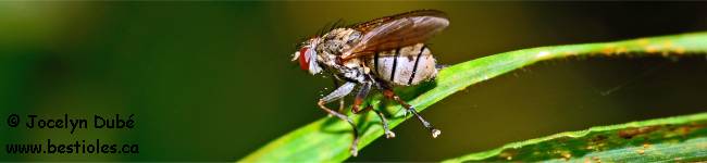 Photo d'une mouche de la famille des Muscid�s (Muscidae)