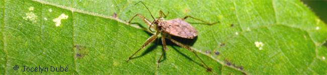 Photo d'une punaise demoiselle - Famille Nabidae