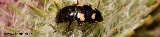 Photo d'un insecte de la famille des nitidules