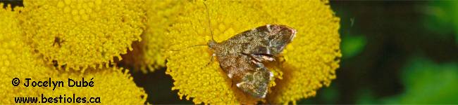Photo d'un papillon de la famille Oecophorid�s (Oecophoridae)