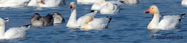 Photo d'oies des neiges
