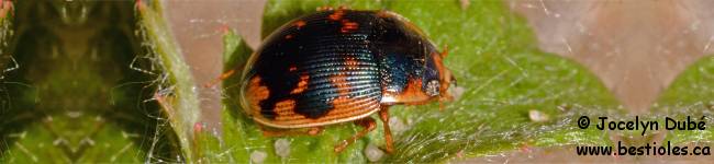 Photo d'insecte du genre Omophron