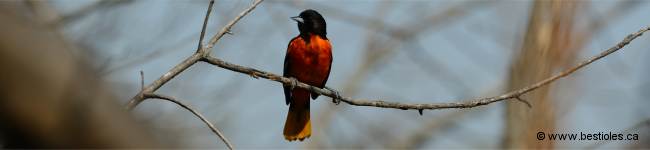 Photo d'oriole de baltimore