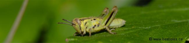 Photo d'un orthopt�re