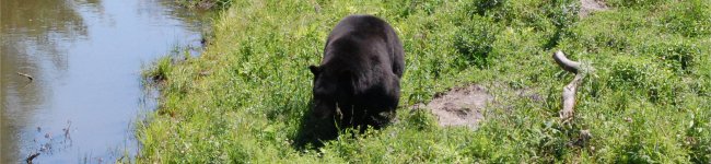 Photo d'un ours noir