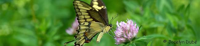 Grand porte-queue - Papilio cresphontes
