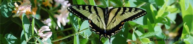 Photo d'un papillon de la famille des Papilionid�s
