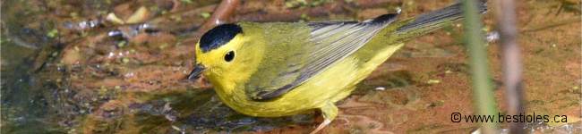 Photo d'une paruline � calotte noire